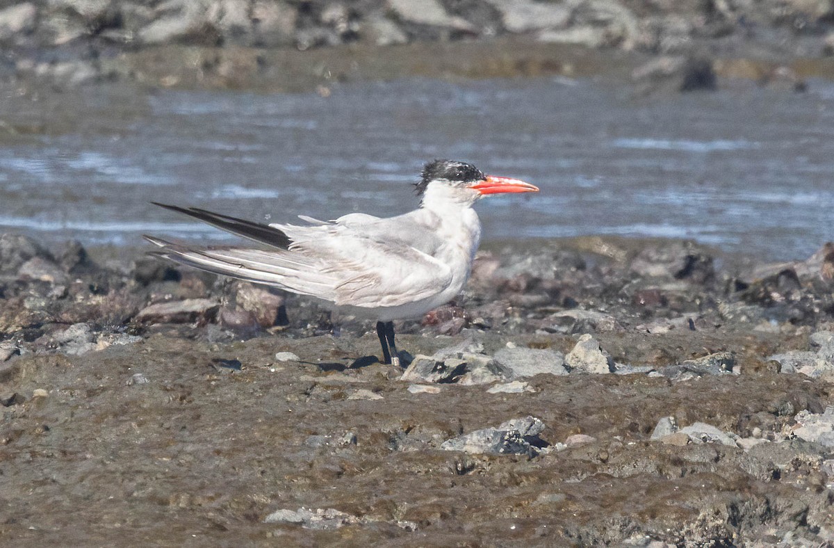 Caspian Tern - ML622262331