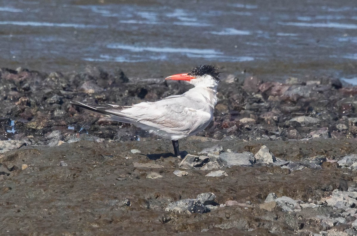 Caspian Tern - ML622262332