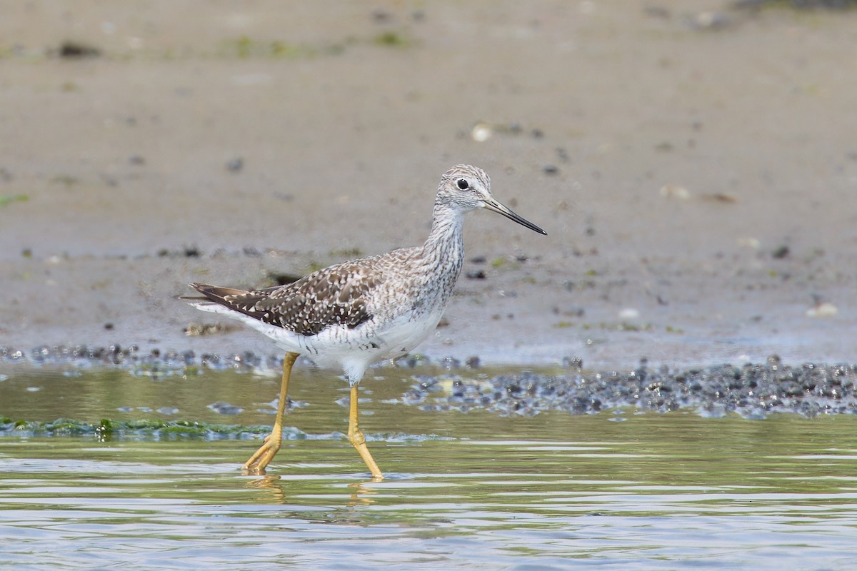 Greater Yellowlegs - ML622262344