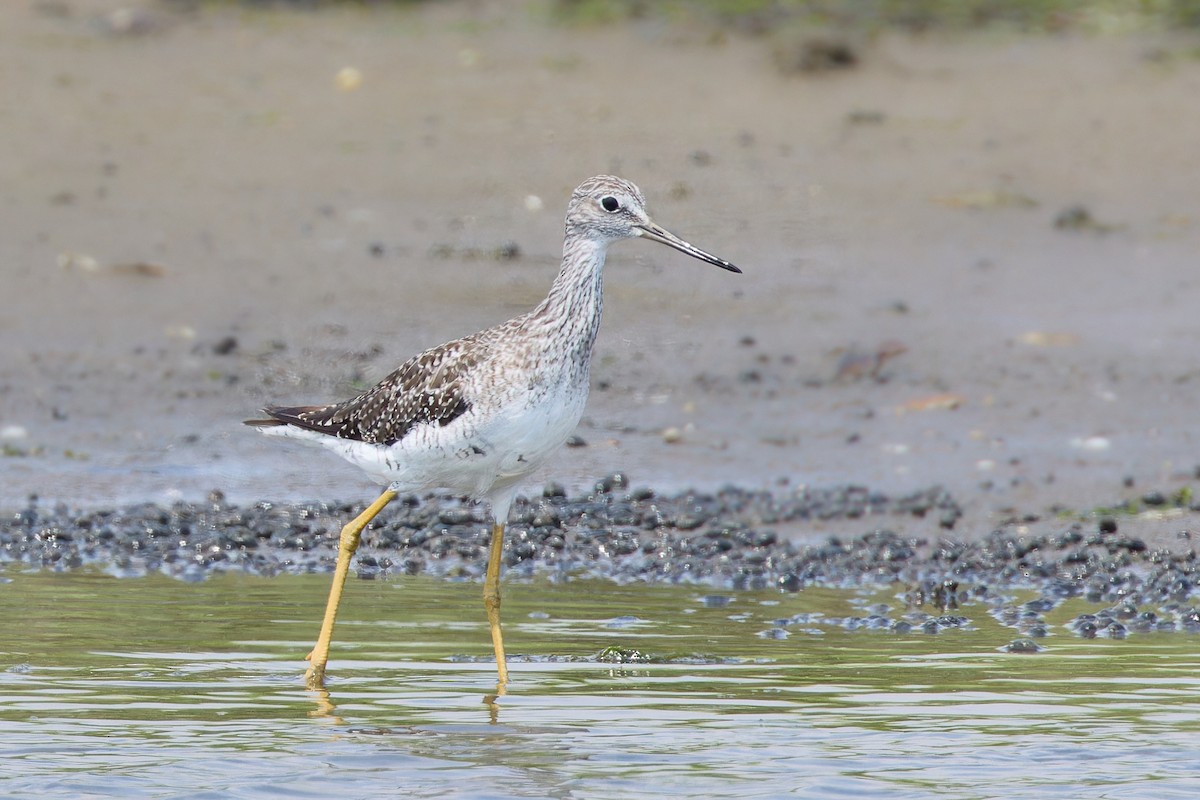 Greater Yellowlegs - ML622262345