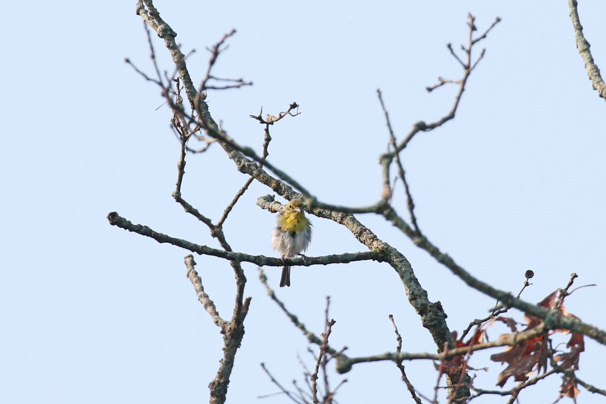 Yellow-throated Vireo - ML622262351