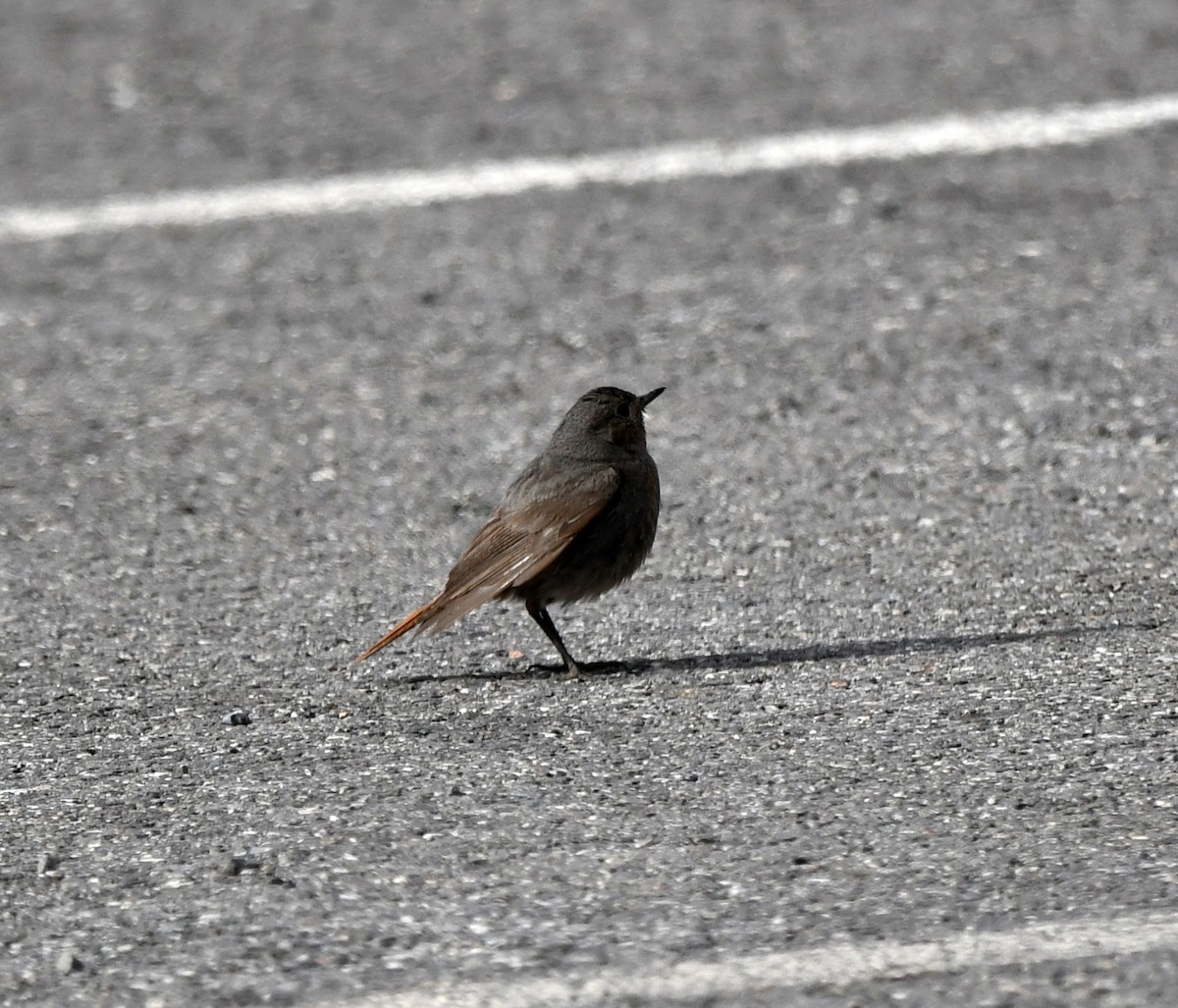 Black Redstart - A Emmerson