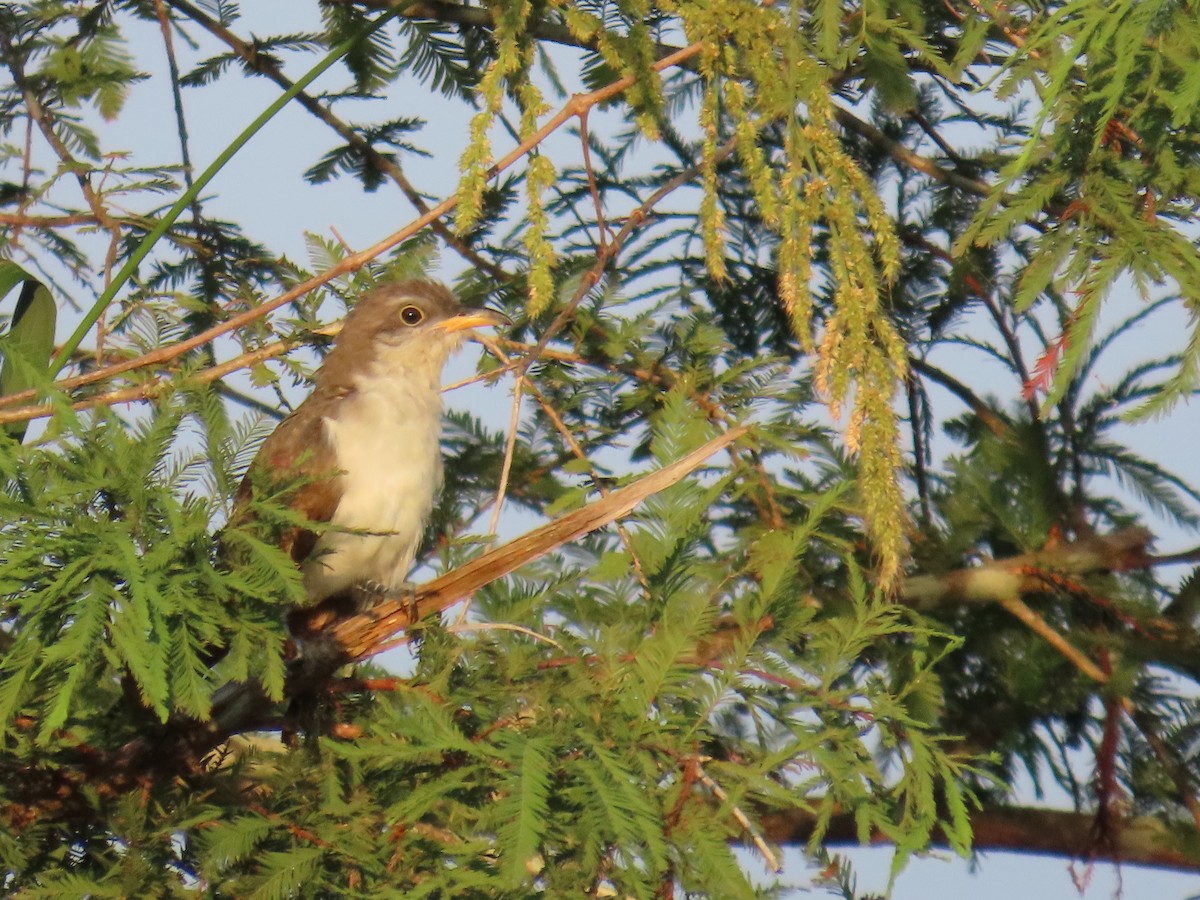 Yellow-billed Cuckoo - ML622262389