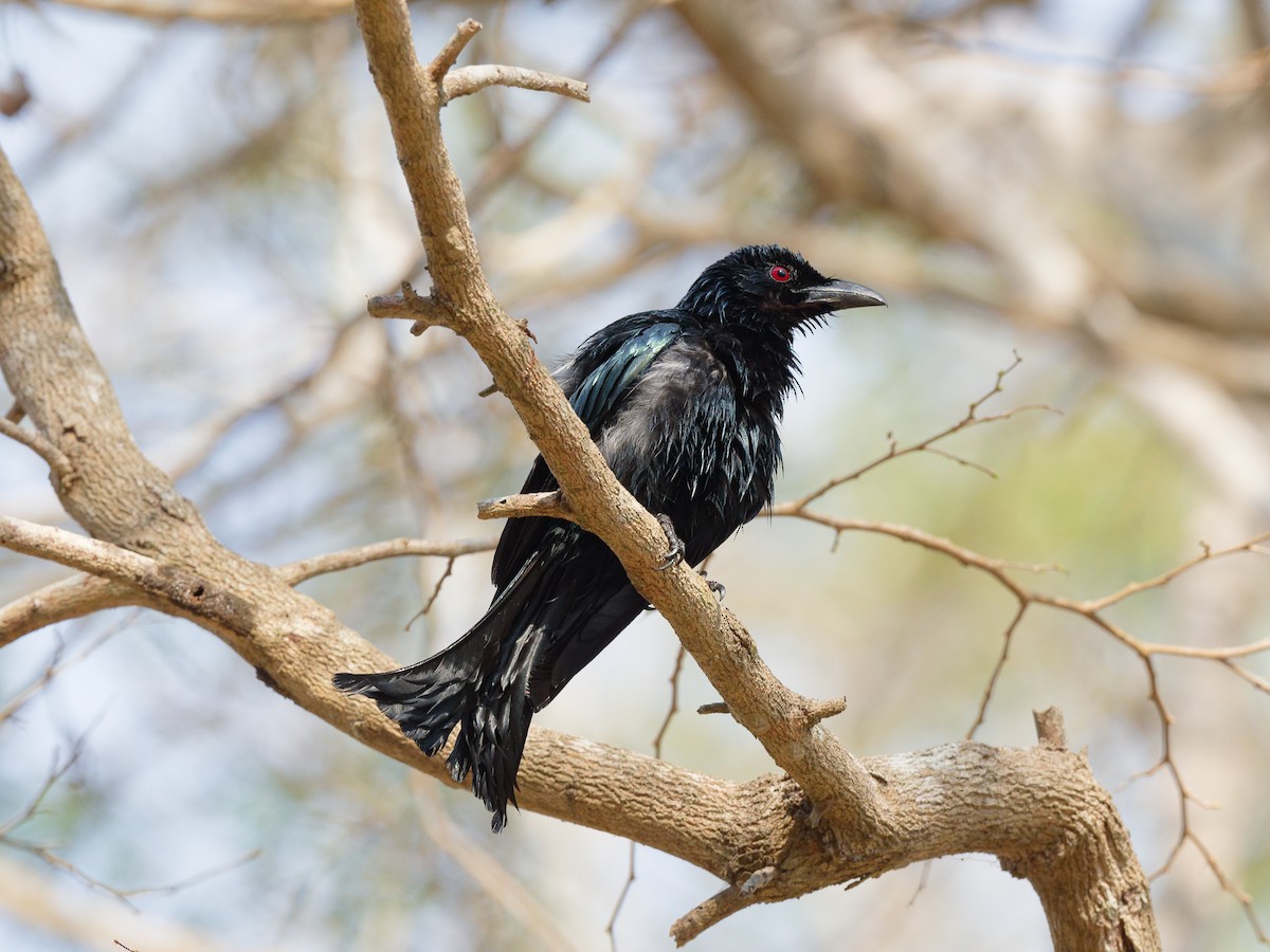 Wallacean Drongo (Flores) - ML622262520