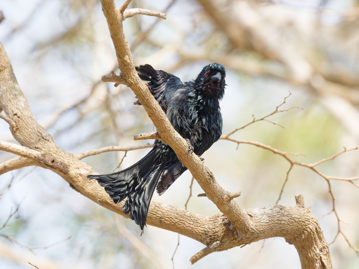 Wallacean Drongo (Flores) - ML622262523