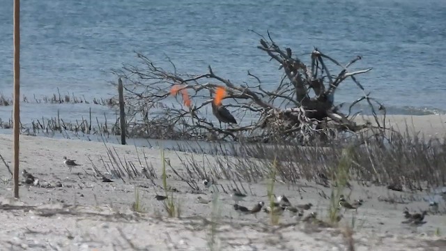 Reddish Egret - ML622262540