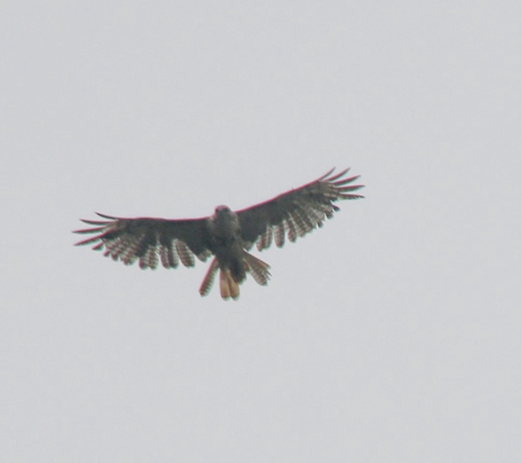 Red-tailed Hawk - ML622262818