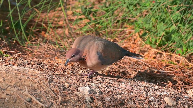 Laughing Dove - ML622262819