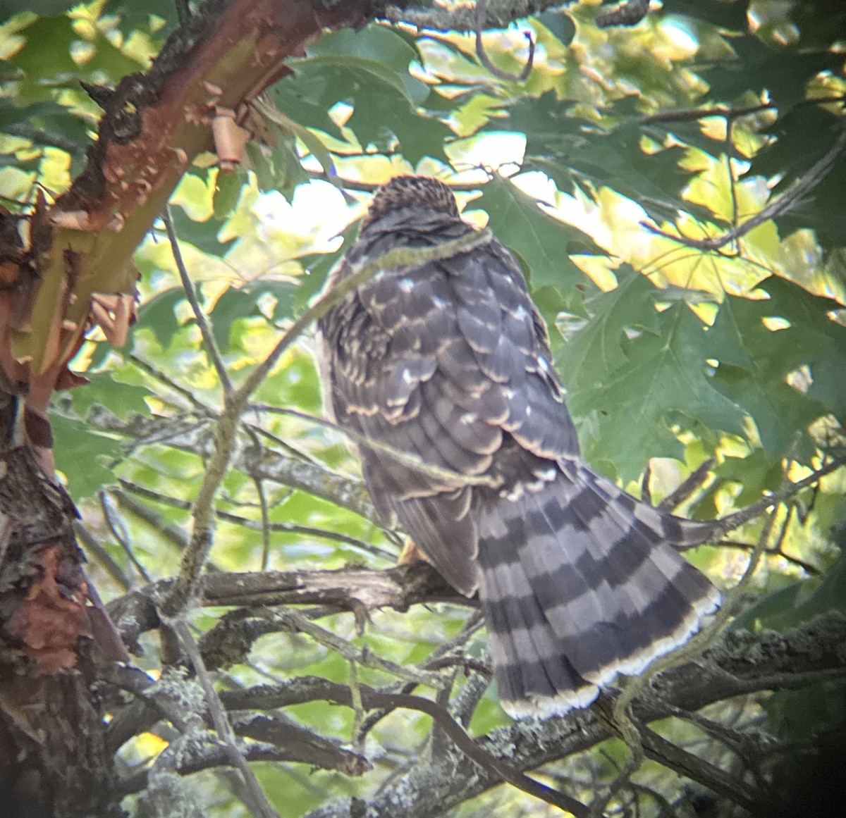 Cooper's Hawk - ML622262873