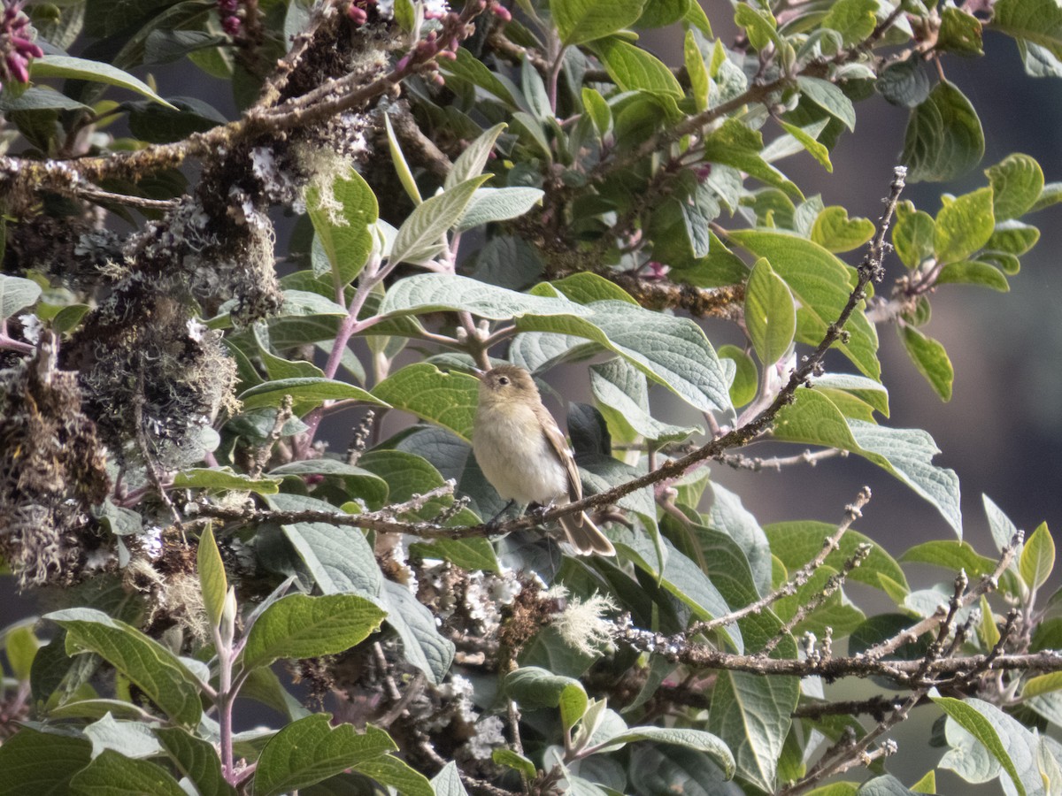 White-crested Elaenia - ML622262901