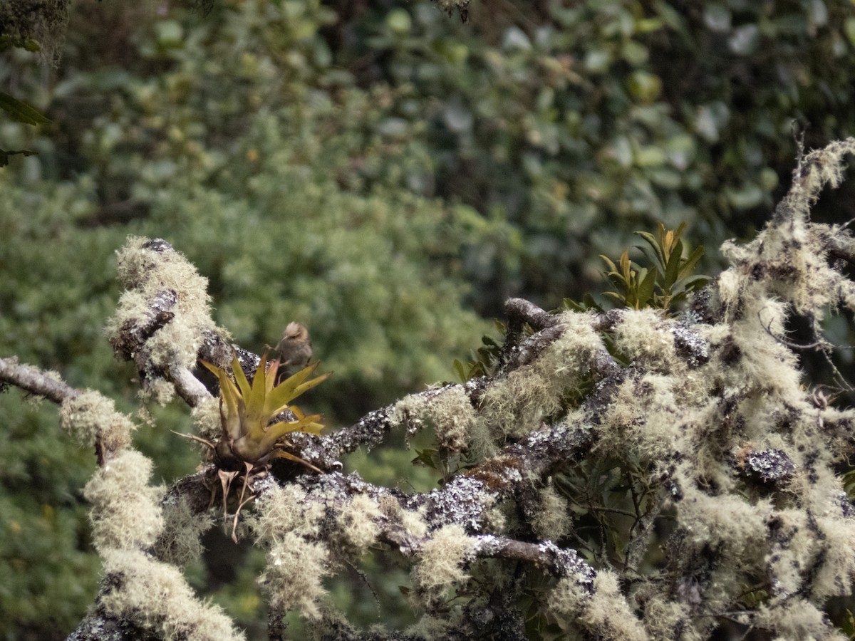 Creamy-crested Spinetail - ML622262912