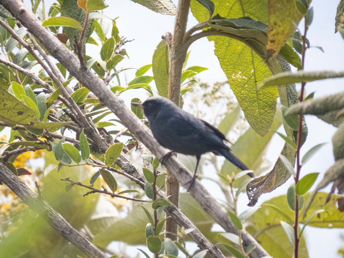 Masked Flowerpiercer - ML622262914