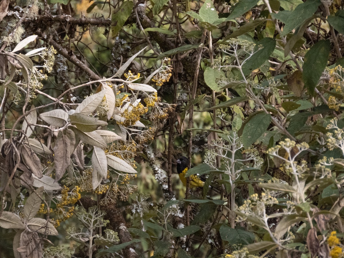 Black-backed Grosbeak - ML622262924