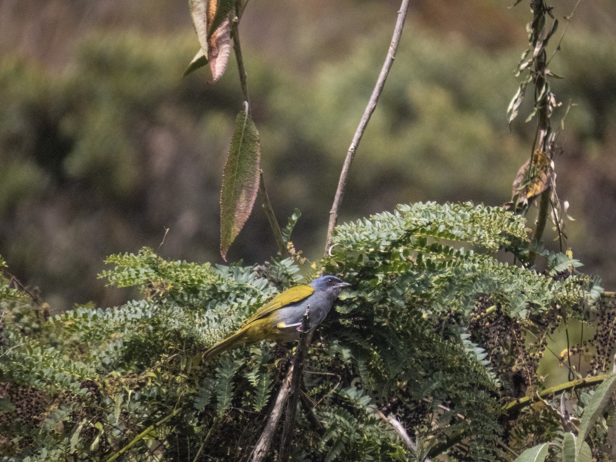 Blue-capped Tanager - ML622262926