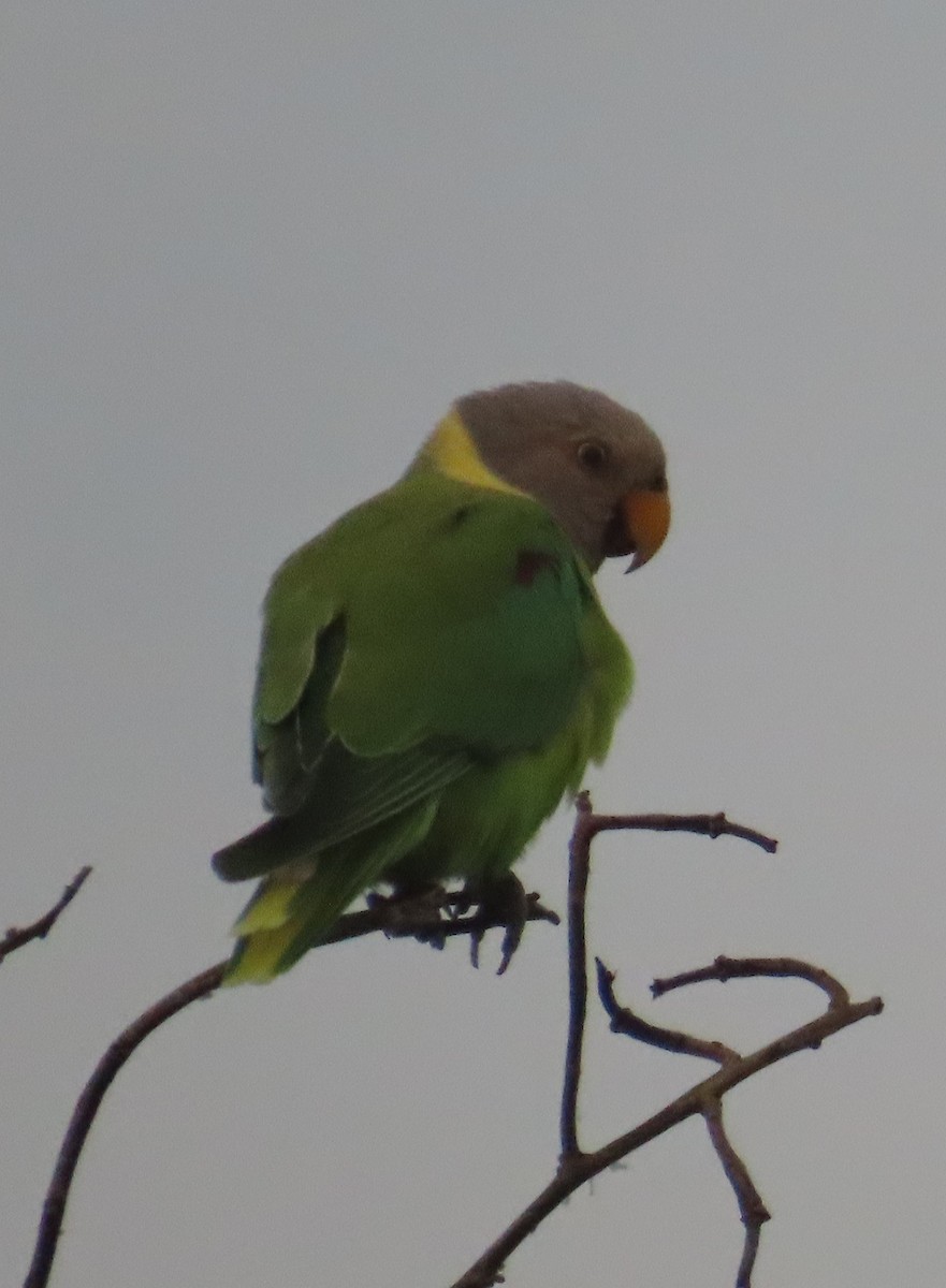 Plum-headed Parakeet - ML622262927