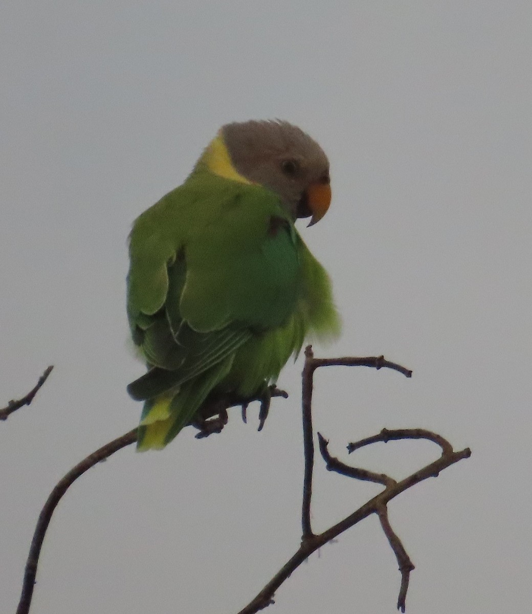 Plum-headed Parakeet - ML622262928