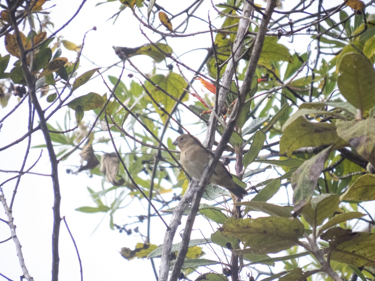 Black-and-white Seedeater - ML622262929