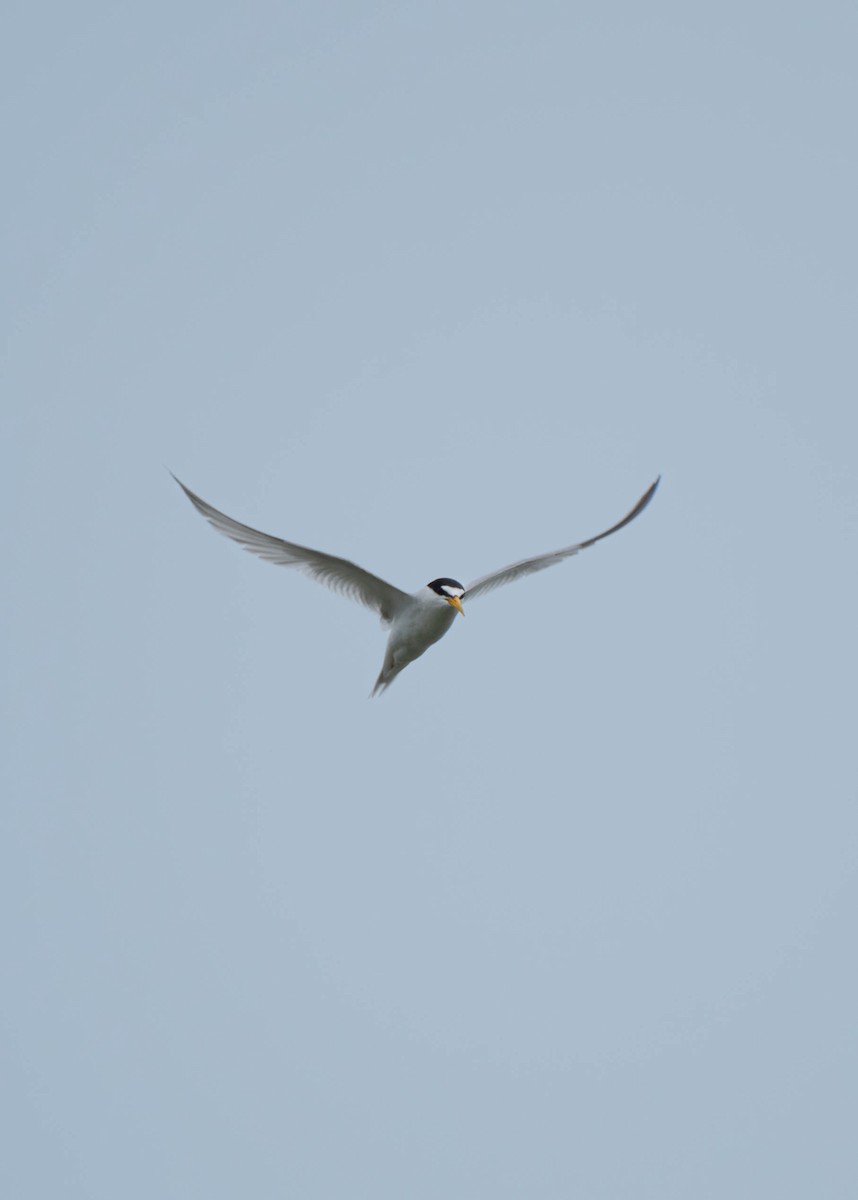 Least Tern - ML622263037