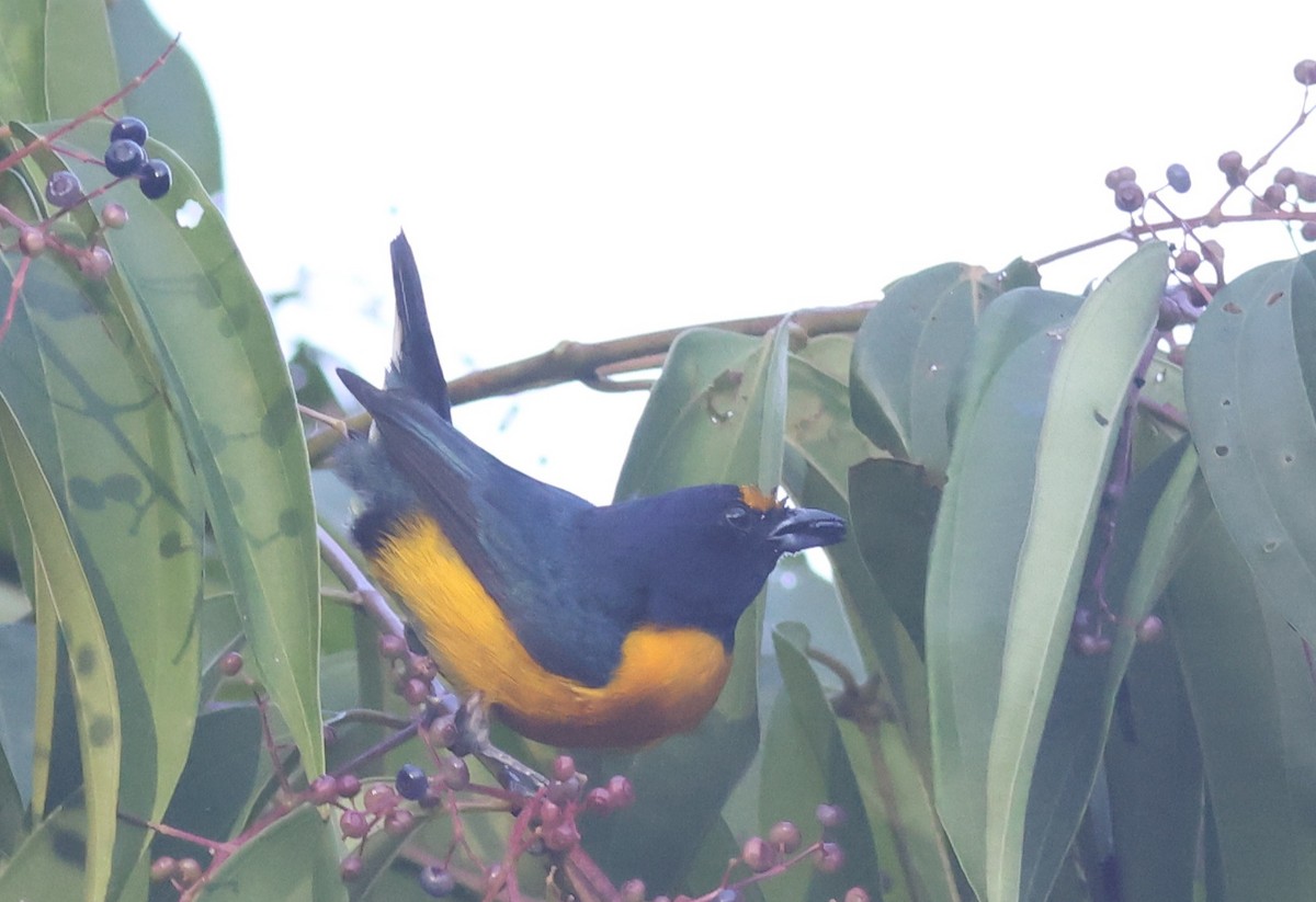 White-vented Euphonia - ML622263215