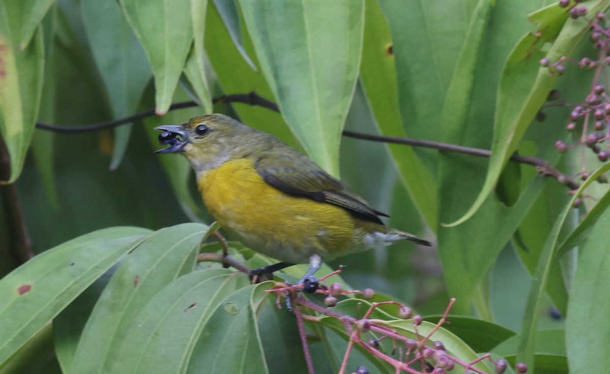 White-vented Euphonia - ML622263216