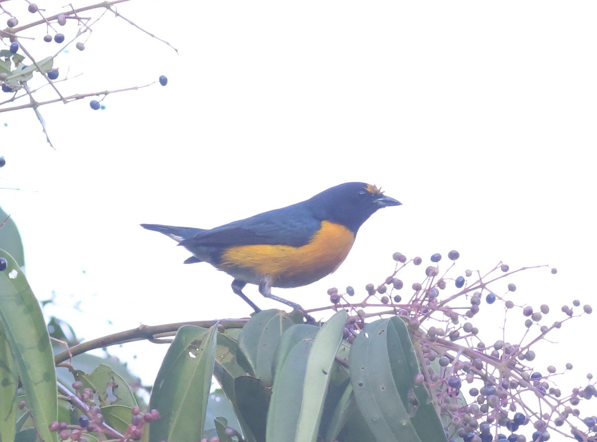 White-vented Euphonia - ML622263217