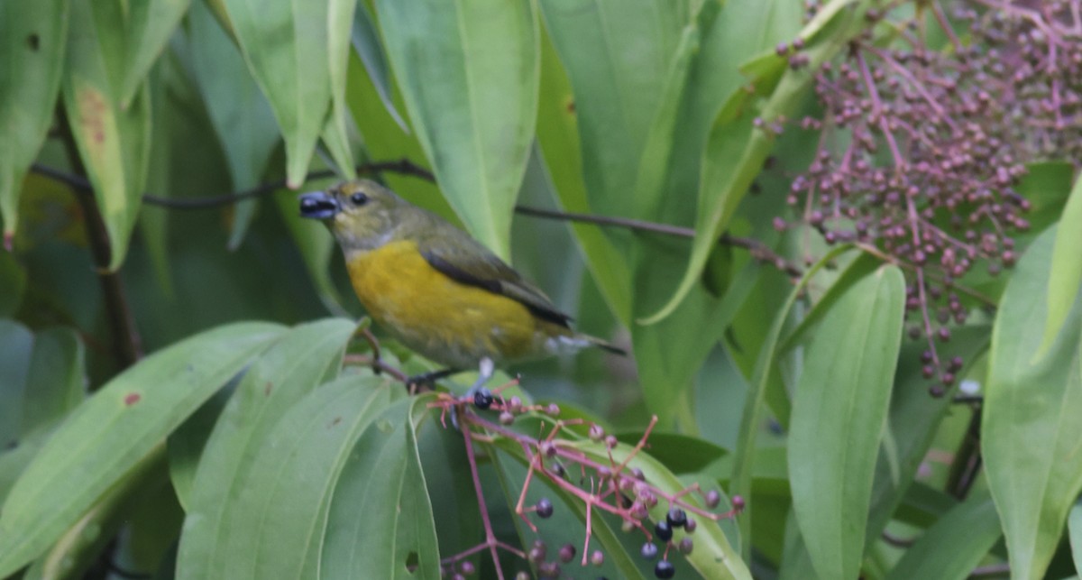 White-vented Euphonia - ML622263218