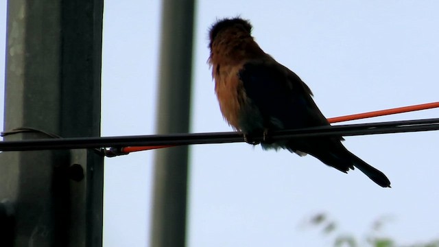 Indian Roller - ML622263251