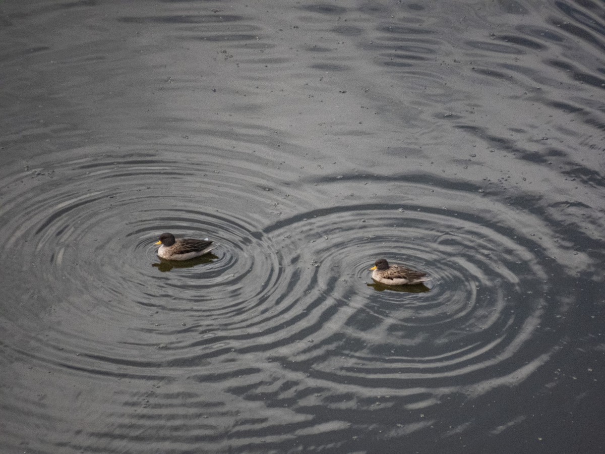 Yellow-billed Teal - ML622263309