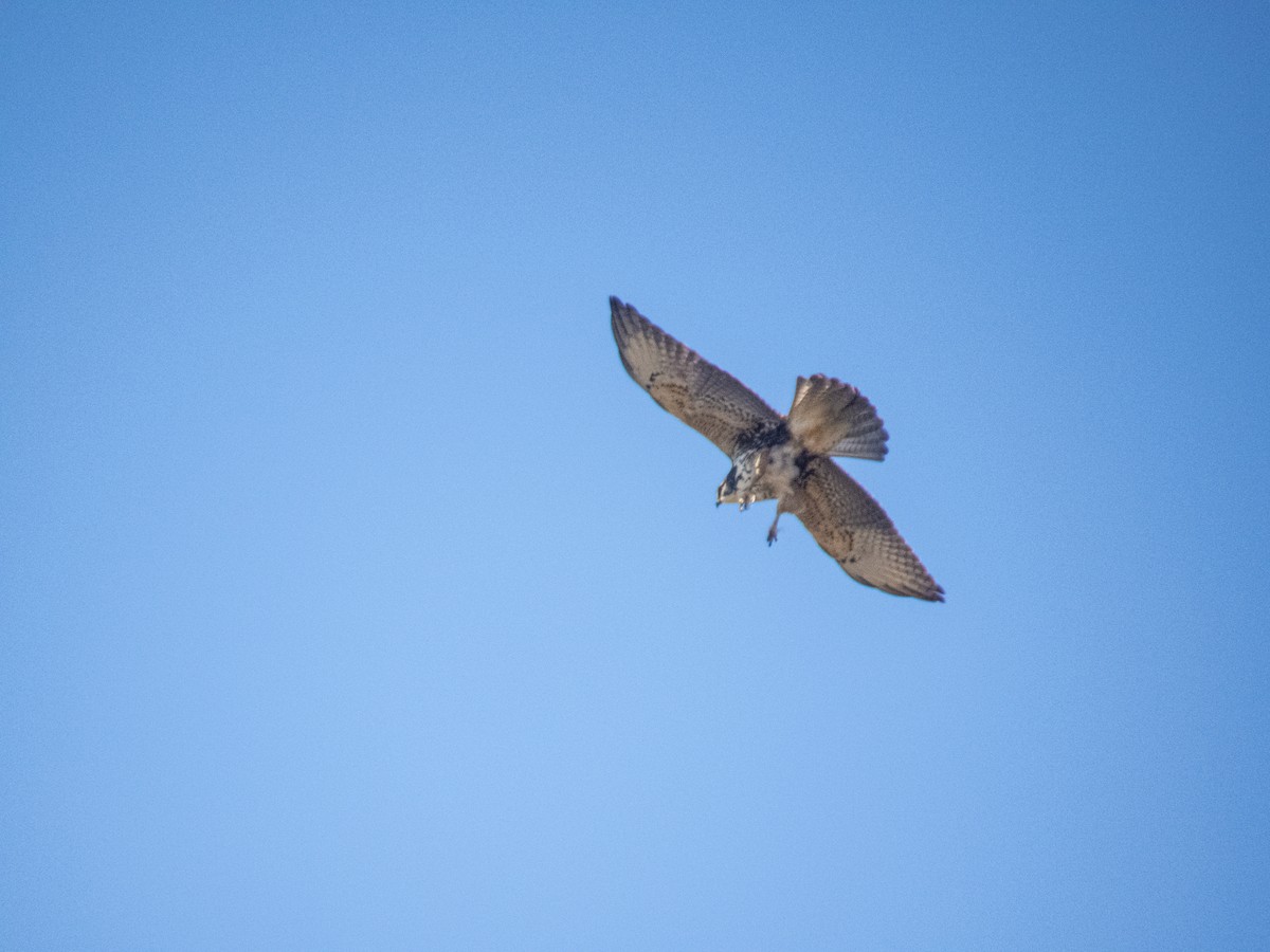 White-throated Hawk - ML622263360