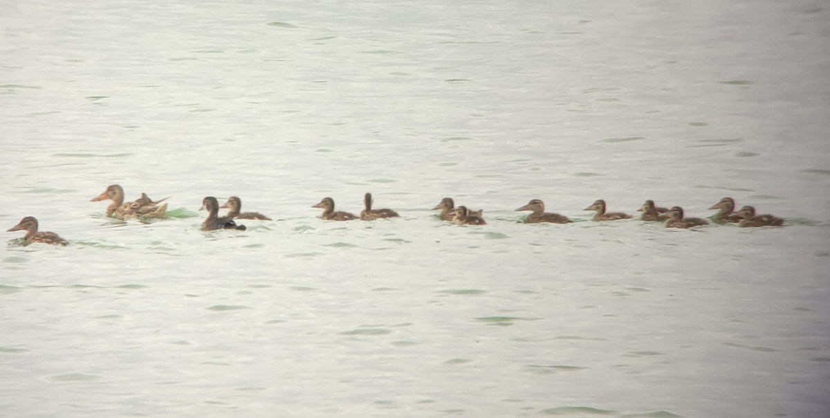 Northern Shoveler - ML622263383