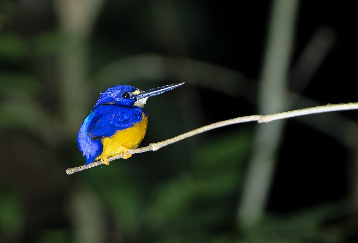 Papuan Dwarf-Kingfisher - ML622263390