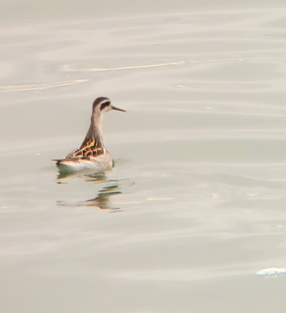 Red-necked Phalarope - ML622263396