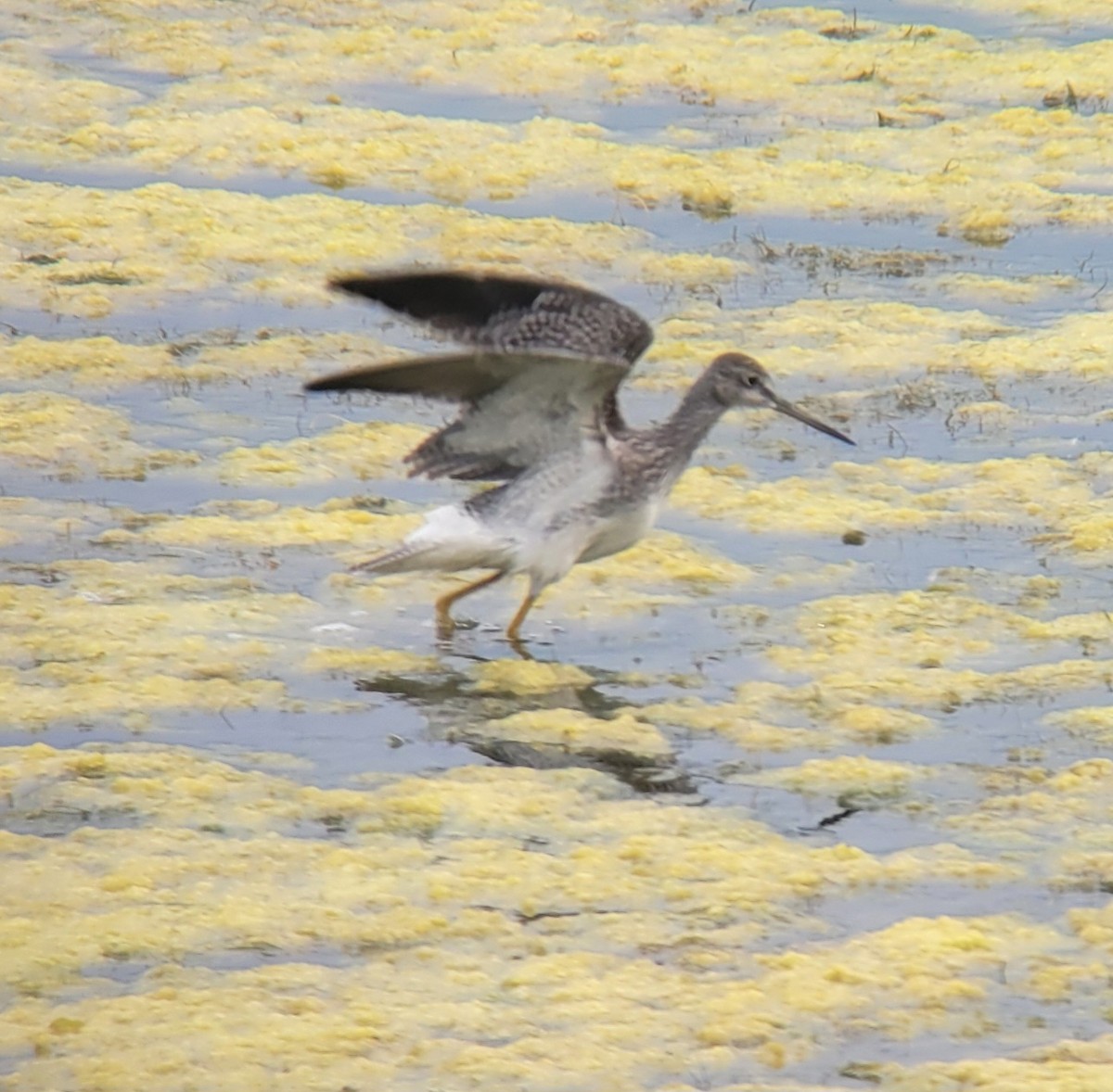 Greater Yellowlegs - ML622263403