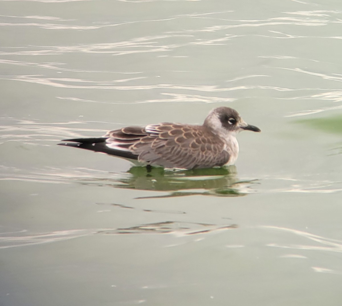 Franklin's Gull - ML622263410