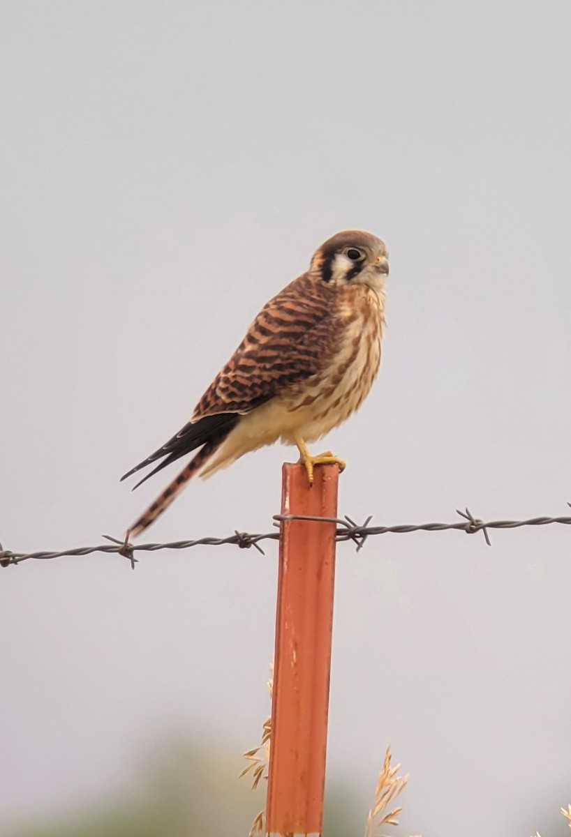 American Kestrel - ML622263421