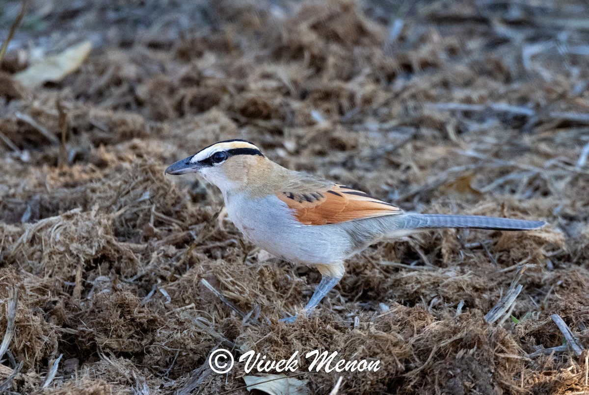 Senegal Çagrası [senegalus grubu] - ML622263504