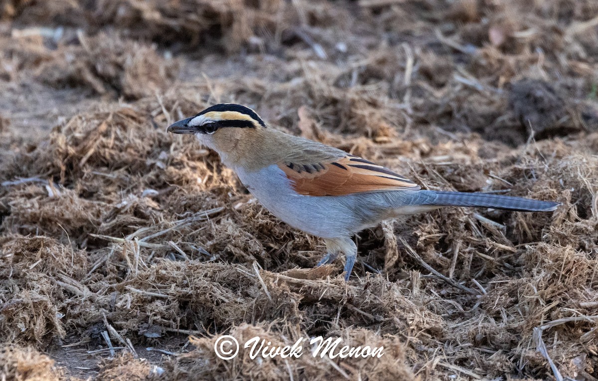 Senegal Çagrası [senegalus grubu] - ML622263505