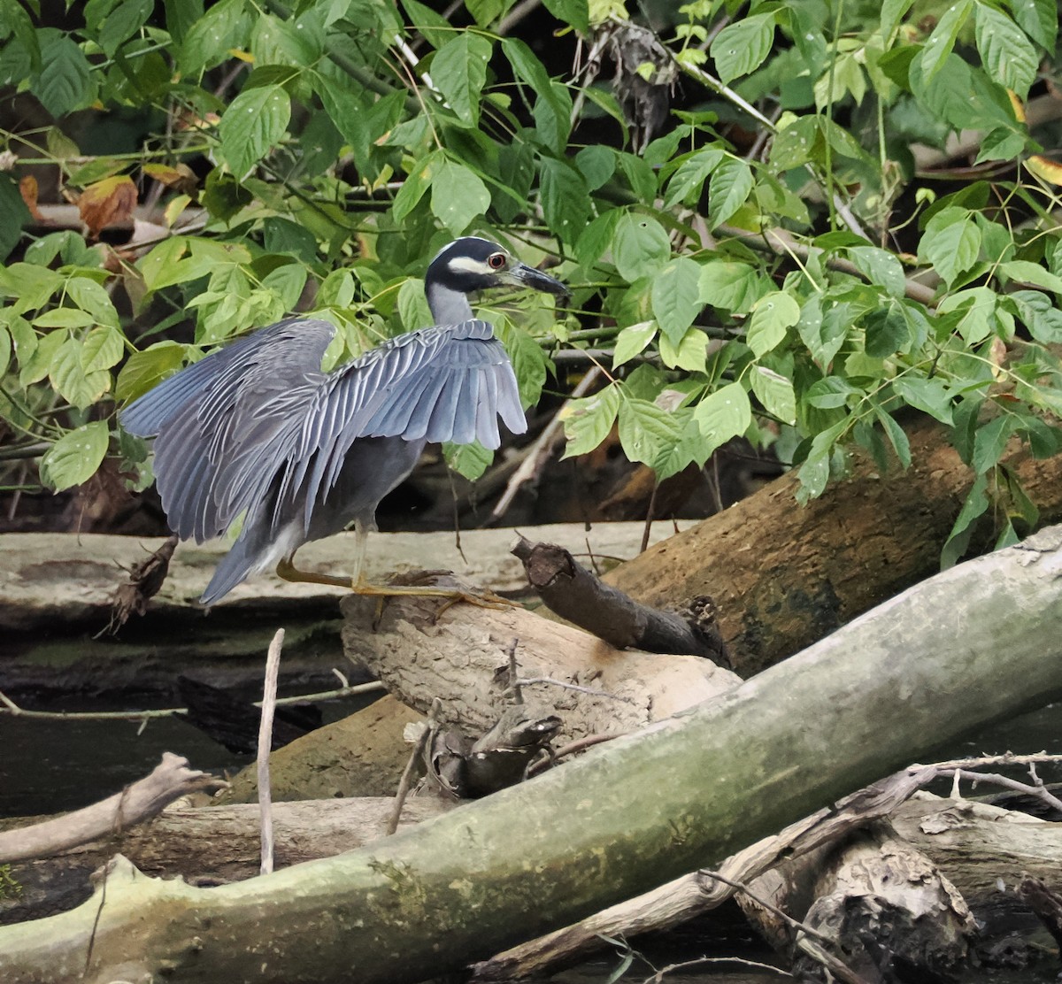 Yellow-crowned Night Heron - ML622263566