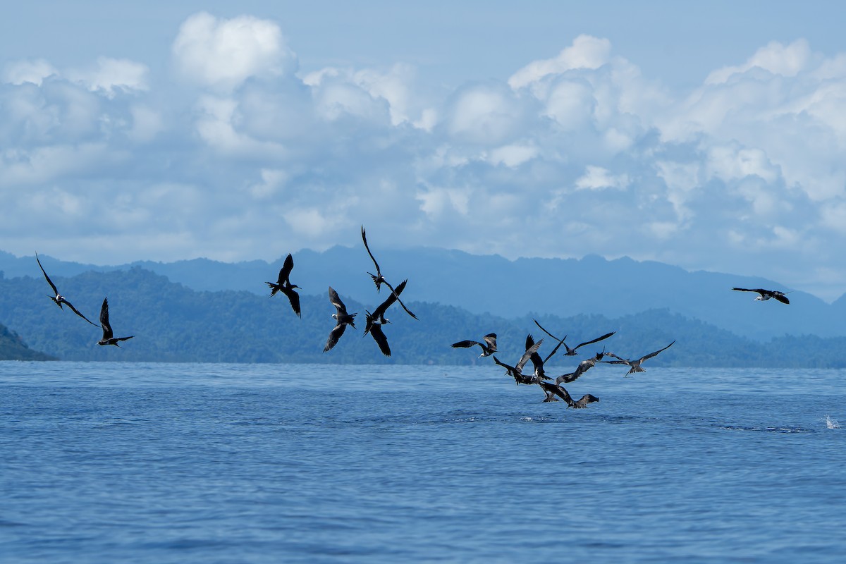 Lesser Frigatebird (Lesser) - ML622263621