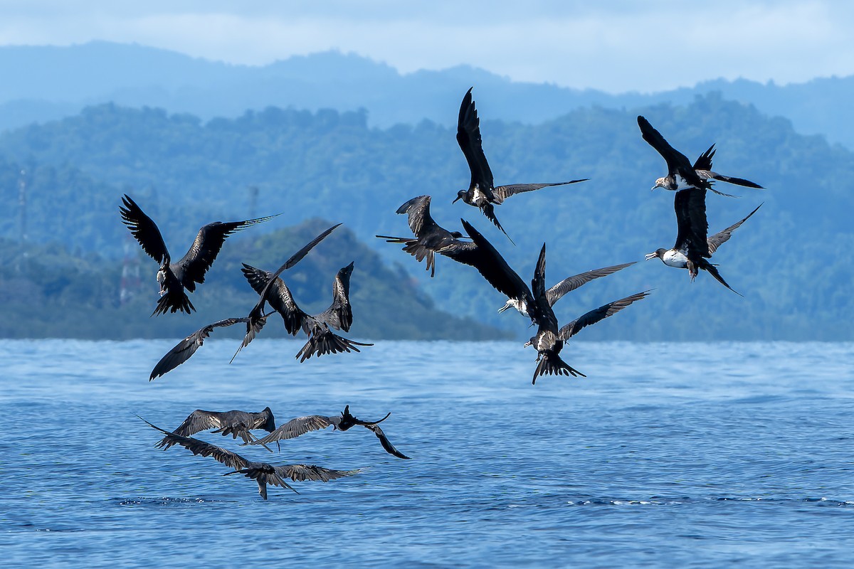 Lesser Frigatebird (Lesser) - ML622263623