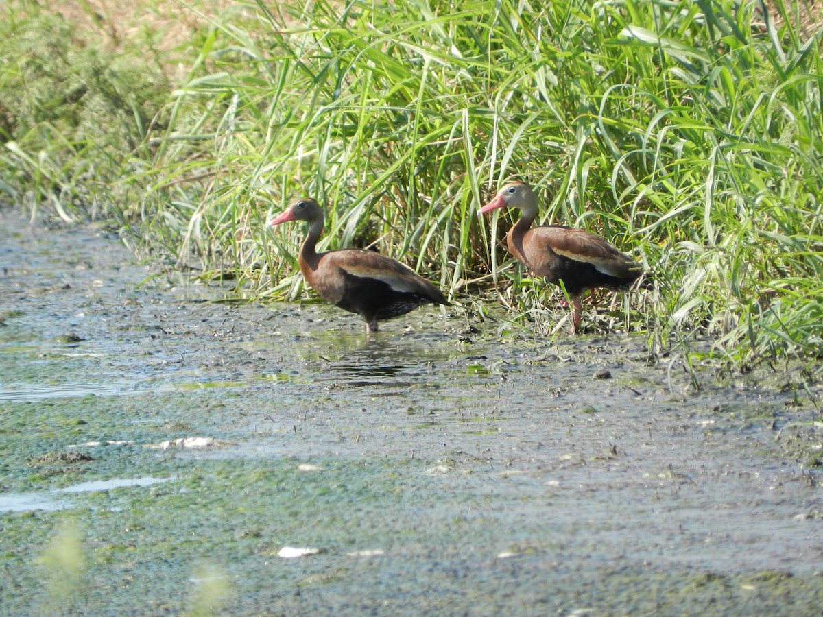 Black-bellied Whistling-Duck - ML622263852