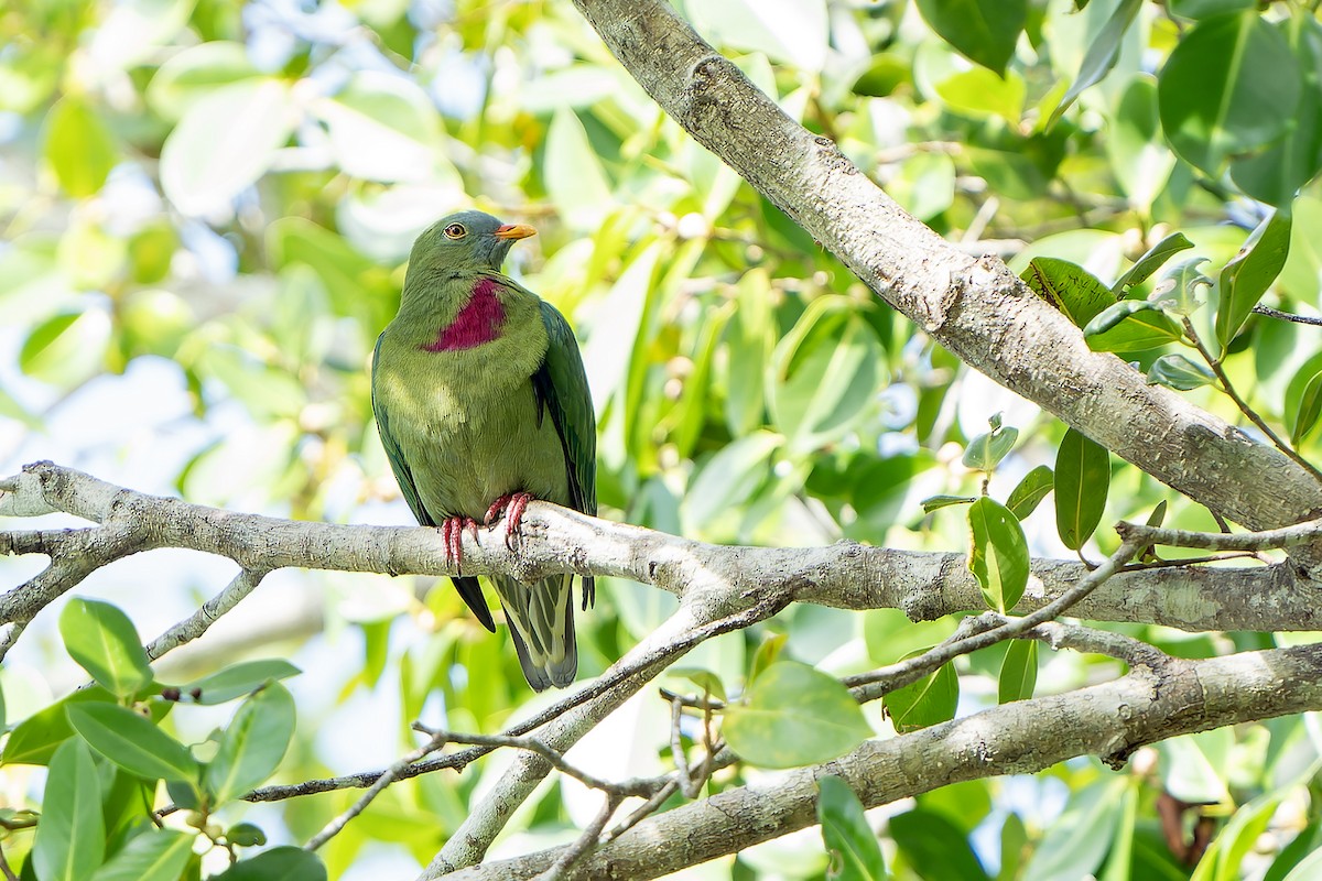 Claret-breasted Fruit-Dove - ML622264062