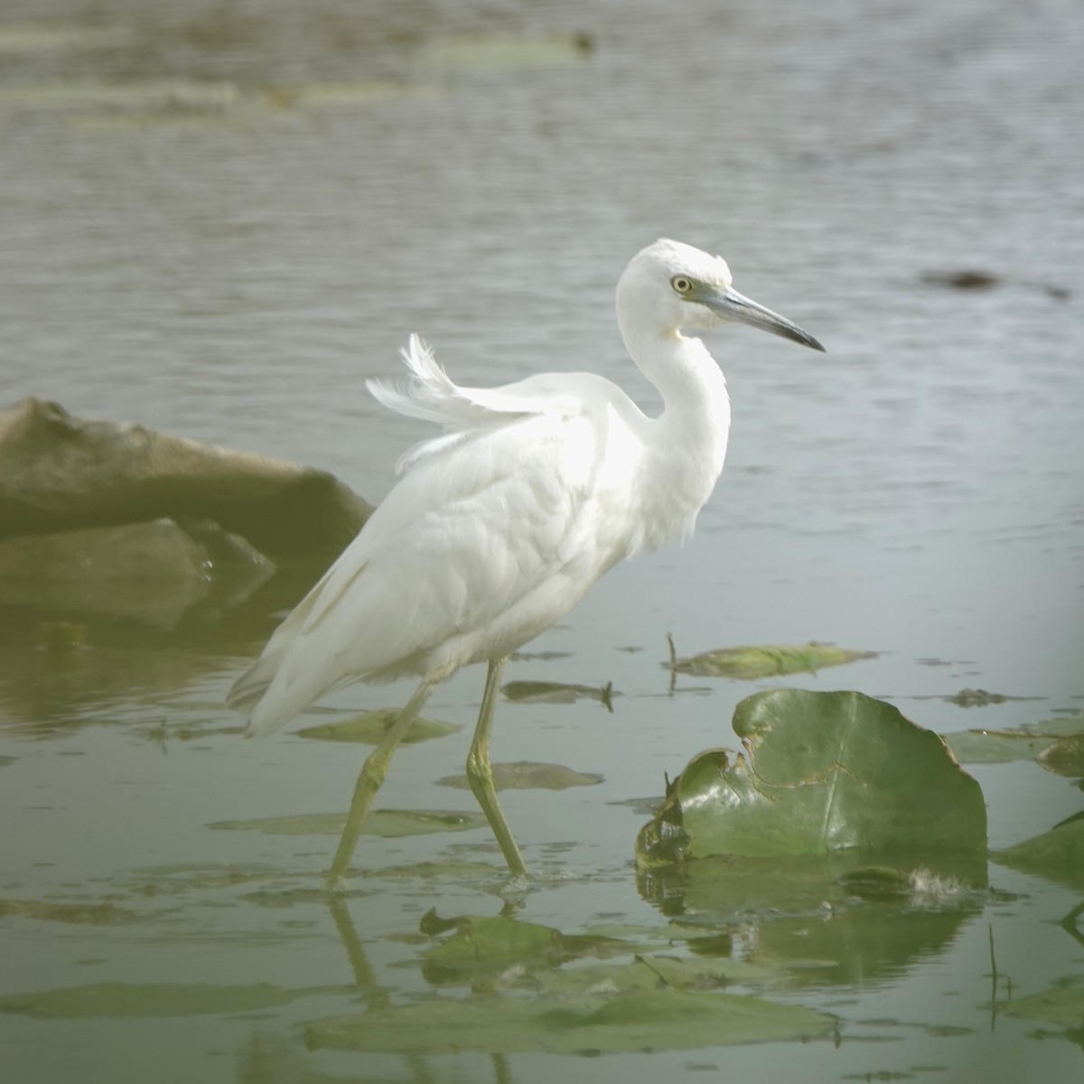 Little Blue Heron - ML622264093