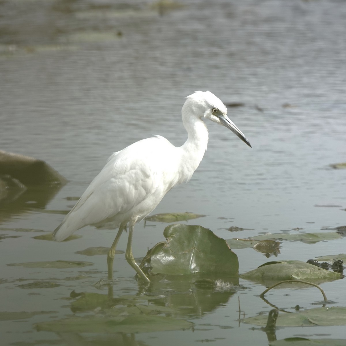 Little Blue Heron - ML622264100