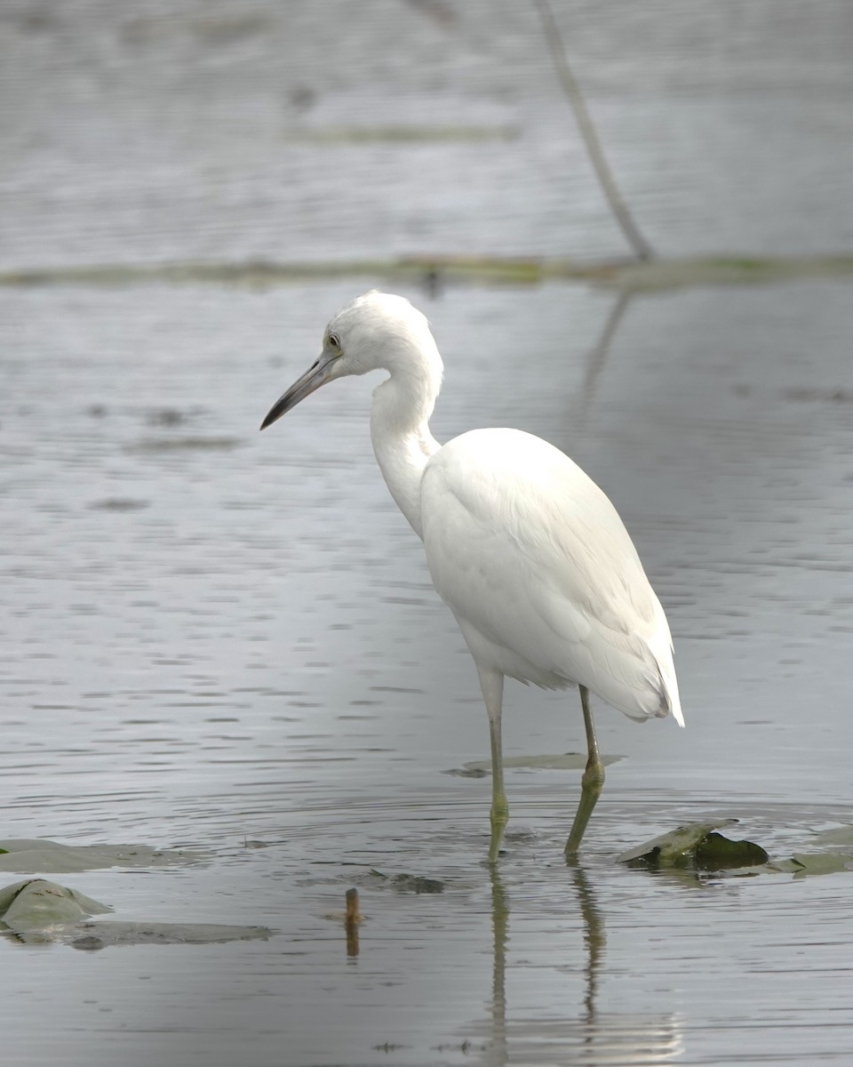 Little Blue Heron - ML622264104