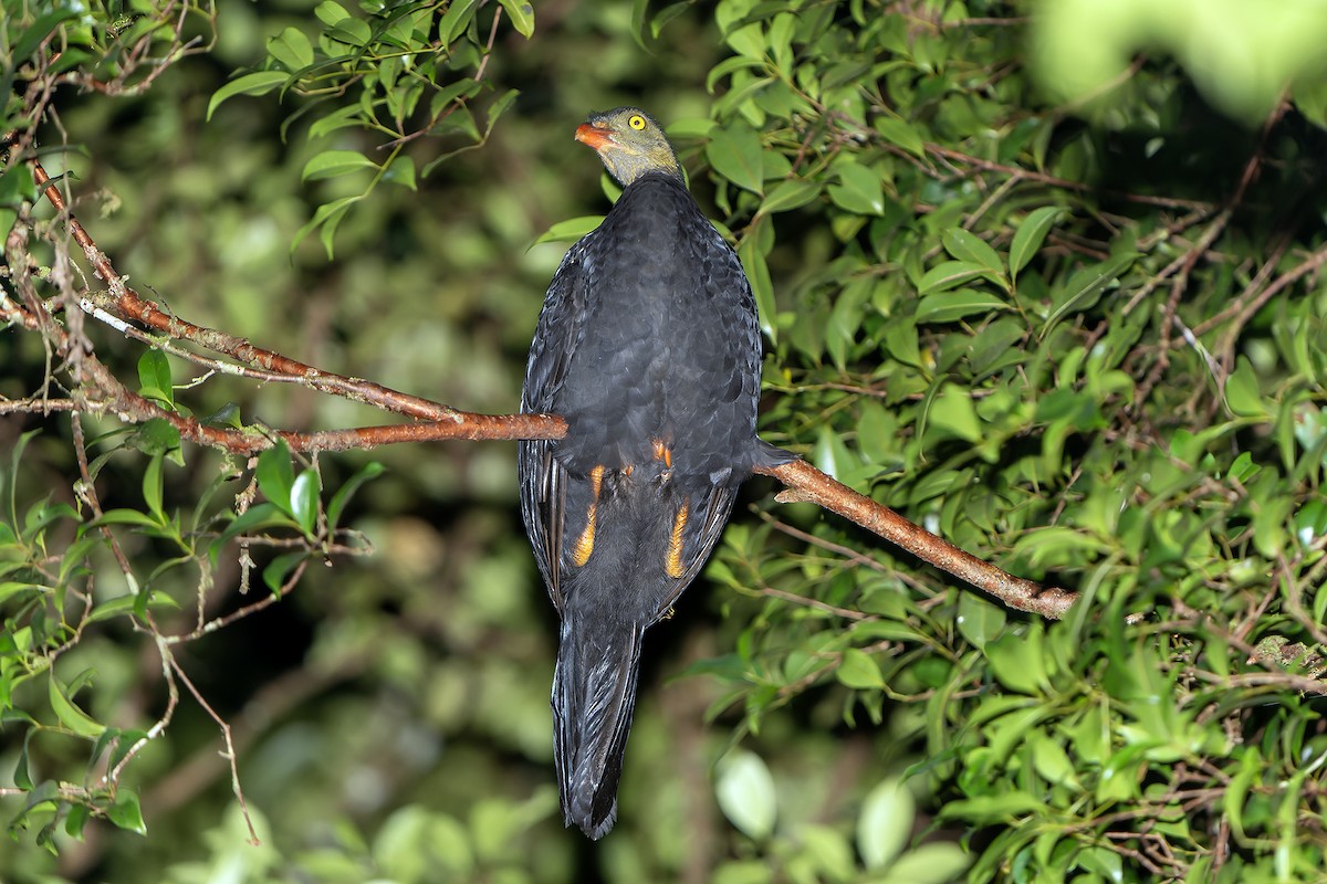 Red-billed Brushturkey - ML622264112