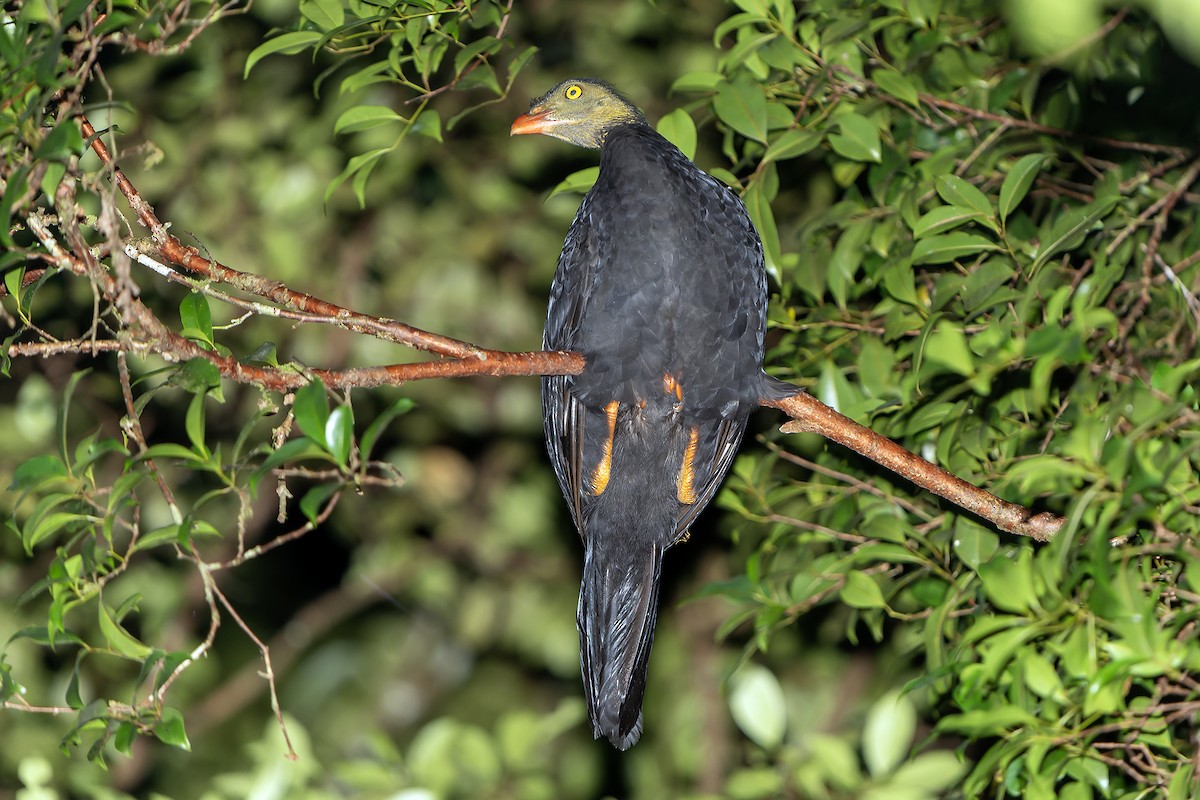 Red-billed Brushturkey - ML622264113