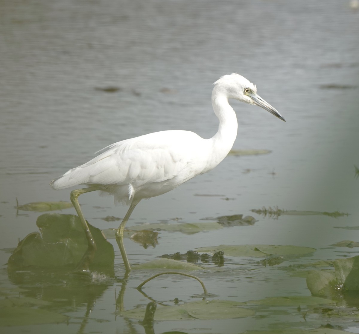 Little Blue Heron - ML622264118