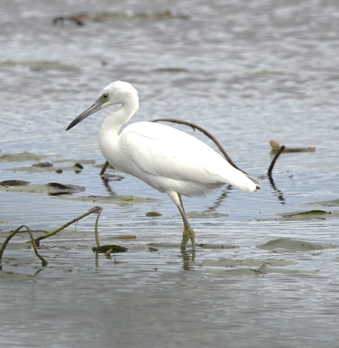 Little Blue Heron - ML622264130