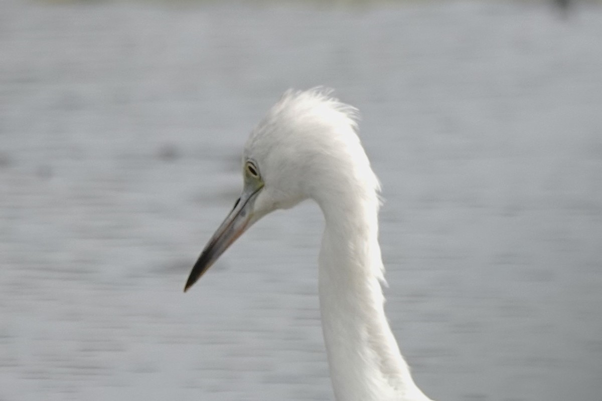 Little Blue Heron - ML622264141